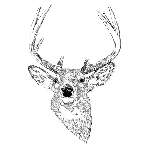 Pen & Ink